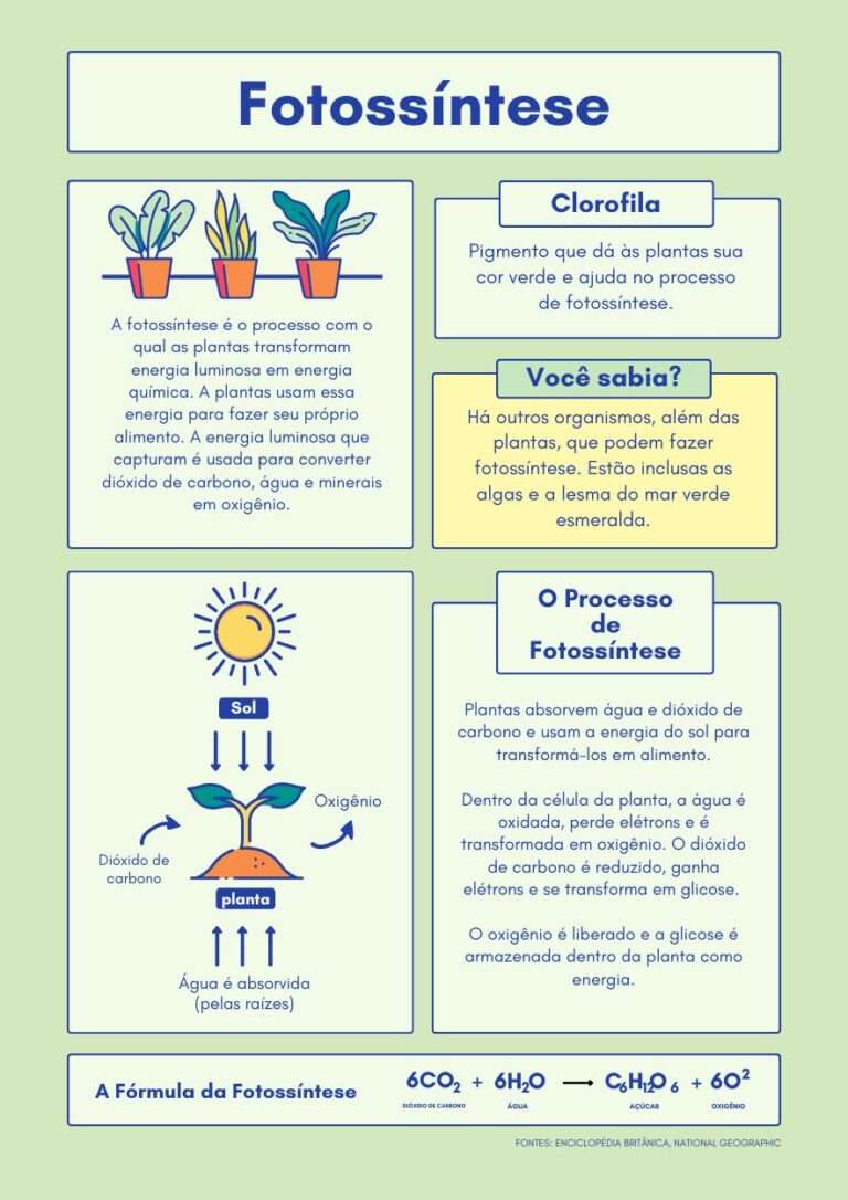 Verde e Azul Linhas Fotossíntese Biologia Folha de Atividades